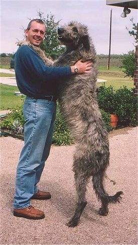 A tan with black Irish Wolfhound is sstanding on its hind legs, it has its front legs on the shoulders of a person. The person is smiling the Wolfhound is looking to the left. The dog is as tall as the man.