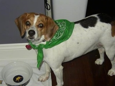 A white with brown and black Jack-A-Bee is wearing a green bandana and standing in front of a ceramic water bowl