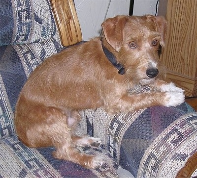 A brown with white Jack-A-Poo is laying against the arm of a blue and white couch