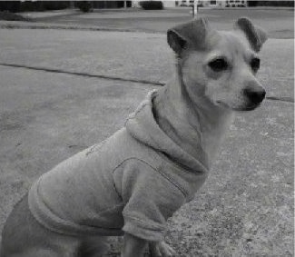 A black and white photo of a Jack Chi wearing a doggie hoodie sitting in a sidewalk