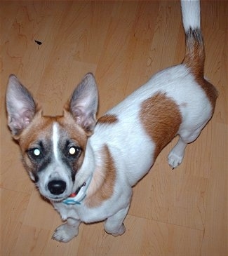 A white with brown Jack Chi is standing on a hardwood floor and looking up