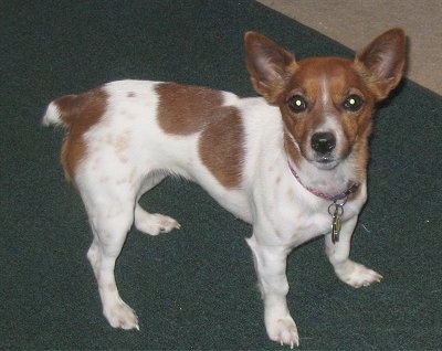 A white with tan Jack-Rat Terrier is standing on a green carpet and looking up