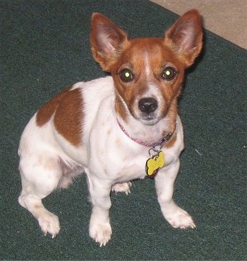 A white with red Jack-Rat Terrier is sitting on a green carpet and looking up