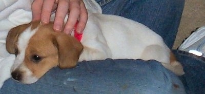 A white with tan Jack-A-Bee puppy is laying in the lap of a person wearing blue jeans.