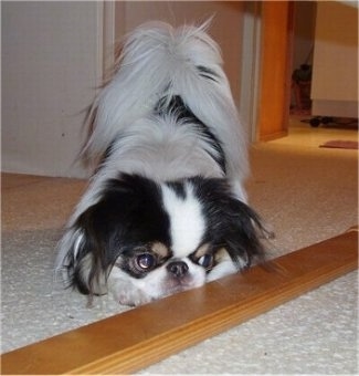 A white with black and tan Japanese Chin is play bowing in front of a 2x4 in a house