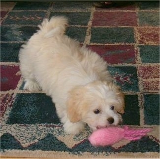 A white with tan Japillon puppy is standing on a red, green and white square print rug and biting a pink plush toy