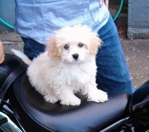 A white with tan Japillon puppy is sitting on the back seat of a motorcycle. There is a person in a blue shirt and blue jeans behind it