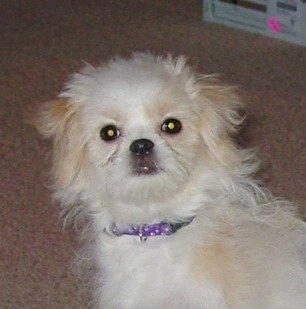 Close up upper body shot - A white with tan Jatese puppy is sitting on a carpet