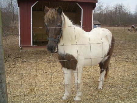 A brown and white paint pony is standing behind a fence and chewing on hay with a red lean-to shelter behind her.