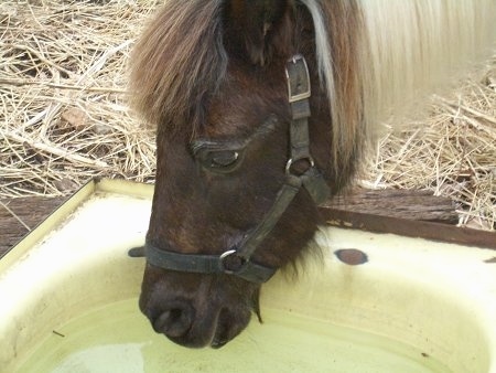 Close Up head shot - A brown and white paint pony is drinking water from an old medal bath tub out in a field.