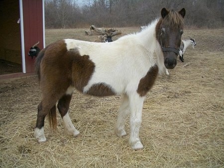 A brown and white paint pony is standing in straw and it is looking forward. There is a red barn behind it.