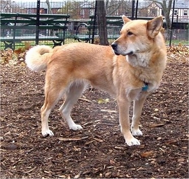 A tan with white Jindo is standing in dirt and wood chips and it is looking back. There is a fence and park benches next to it.
