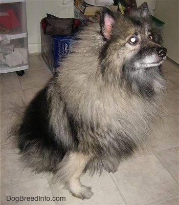 A Keeshond is sitting on a tan tiled floor looking up