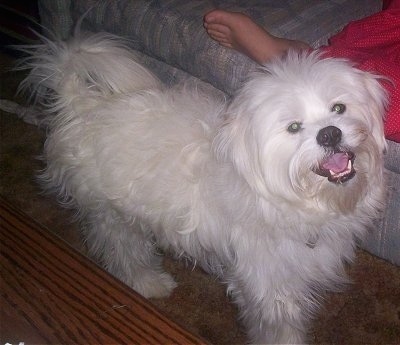 A fluffy white Kimola is standing next to a couch that a person is laying on. The dog's mouth is open, it looks like it is smiling