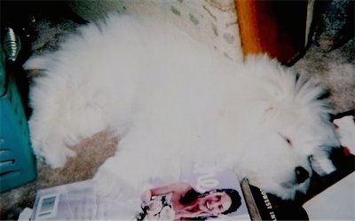 A fluffy white Kimola puppy is sleeping on a carpet on top of books and magazines and in front of a couch