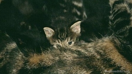 Close Up - A litter of kittens nursing