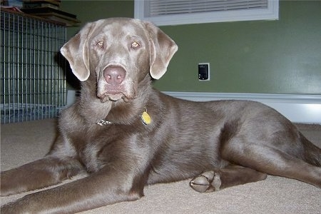 A silver Labrador Retriever is laying on a tan carpet in front of a green wall with a dog crate to the left and it is looking forward.