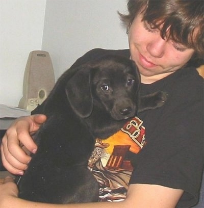 A black with white Labbe Puppy is laying on the chest of a boy who is smiling and looking down a the puppy.