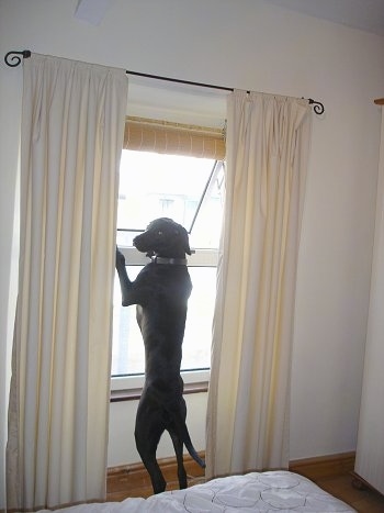 A black Labmaraner is jumped up at a window looking back at the camera holder. The top part of the window is open and the dog is looking to the left