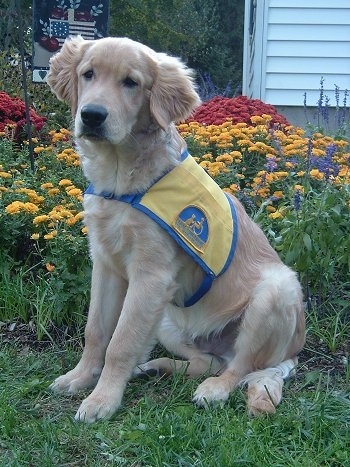 A Golden Labrador is wearing a yellow and blue vest and sitting in front of coloful flowers