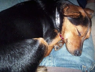Close up - A black and tan Lancashire Heeler dog is curled up sleeping in the lap of a person who is wearing blue jeans.