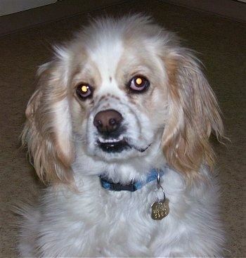 A white with tan Lhasalier is wearing a blue collar sitting on a carpet and looking up. It has an underbite and its bottom teeth are showing on top of its upper lip.