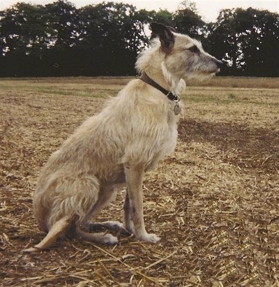Right Profile - A rough-coated Lurcher dog is sitting in grass.