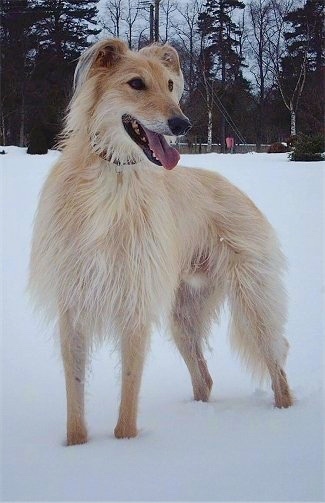 A long-haired tan with white Lurcher is standing in snow and looking to the left, its mouth is open and tongue is out.