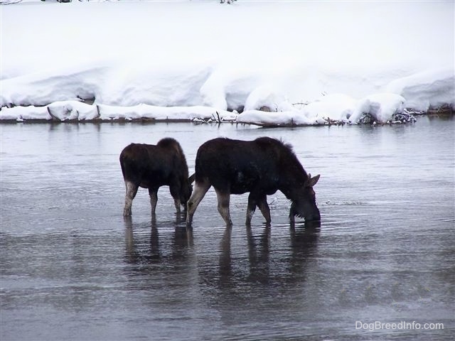 The right side of a two Moose drinking from a waterhole.