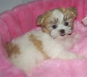 A little, fluffy, white with tan and black Mal-Shi puppy is laying on a light pink and hot pink fuzzy dog bed.