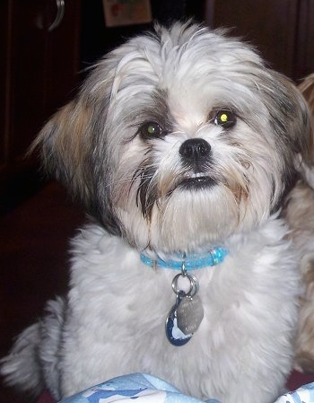 A long haired white with brown and black Mal-Shi is sitting on a carpet with a blue and white blanket in front of it. The dog has an underbite and its bottom teeth are showing.