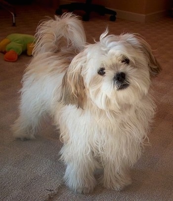Front side view - A longhaired soft-looking tan with white and brown Mal-Shi is standing on a carpet and its head is tilted to the left.