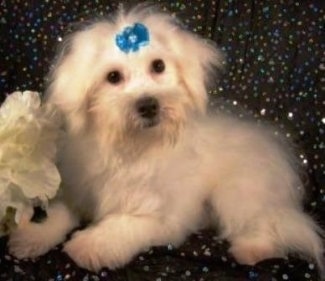 A longhaired white Maltichon dog is laying on a sparkly black backdrop and it has a teal-blue ribbon on its forehead. There is a white flower in front of it.