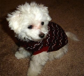 View from the top looking down - A white medium-haired Maltichon puppy is wearing a black with white and red sweater sitting on a tan carpet.