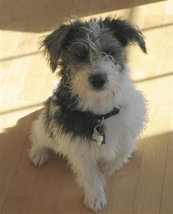 Front view - A scruffy looking black and white Mauzer is sitting on a hardwood floor in a house.