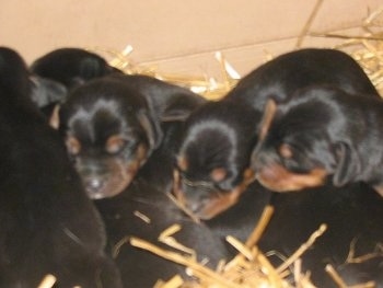 A litter of black and tan Meagle puppies are sleeping in a pile on top of straw.