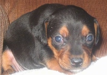 Close up front view - A black and tan Meagle puppy is laying near the arm of a brown couch.