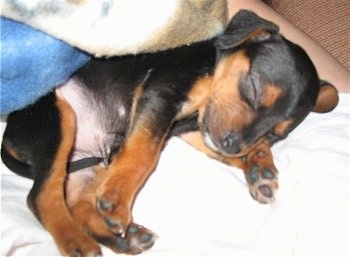 Close up - A black and tan Meagle puppy is sleeping on top of a person.
