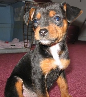 A black and tan with white Meagle puppy is sitting on a red carpet and behind it is a carrying crate.