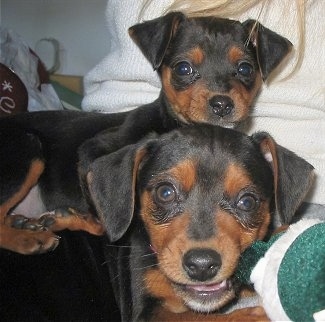 Two black and tan Meagle puppies. One puppy is laying on top of the puppy in front of it. There is a person behind them.