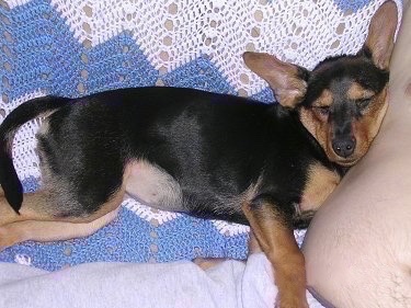 A large eared black and tan Meagle puppy is sleeping against a persons side on a couch that has a blue and white blanket over the back of it.