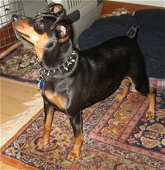 A black and tan Miniature Pinscher is wearing a black leather spike collar standing on a brown oriental throw rug on top of a hardwood floor looking up and to the left. There is a tan dog carrying crate next to it.