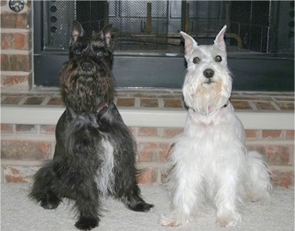 A black with white Miniature Schnauzer and a white Schnauzer are sitting side by side in a house in front of a fireplace.