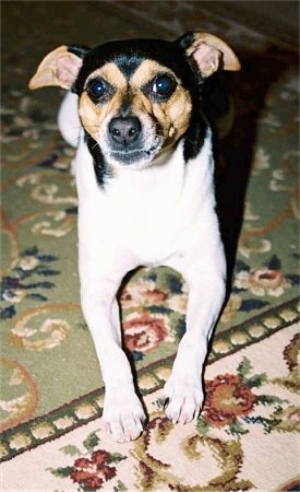 View from the front - A tricolor white with brown and black Miniature Fox Terrier is laying on a green, tan, pink and white rug that has a flower pattern on it.