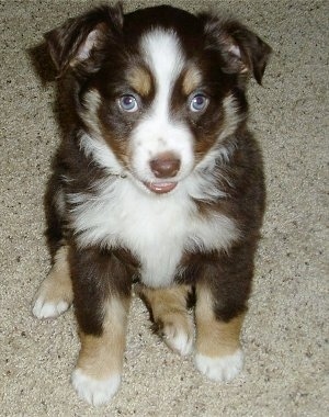 Front view - A brown with tan and white Miniature Australian Shepherd puppy is sitting on a tan carpet and looking up. Its mouth is slightly open.