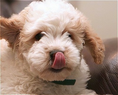 Close up head shot - A Petite Goldendoodle puppy is laying on a brown leather couch licking its nose.
