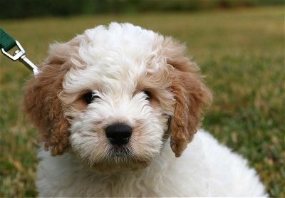 Close up front view head shot - A white with tan Petite Goldendoodle puppy is sitting in grass looking forward.