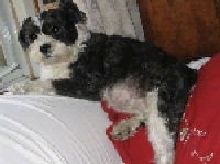 A black, gray and white Miniboz dog is laying over the back of a couch that is covered with a white blanket with its back end sitting on a red pillow.