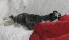 A black, gray and white Miniboz is laying on a couch covered with a white blanket with its head on a red pillow.