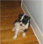 A black, gray and white Miniboz dog is sitting on a hardwood floor next to a white wall looking to the left.